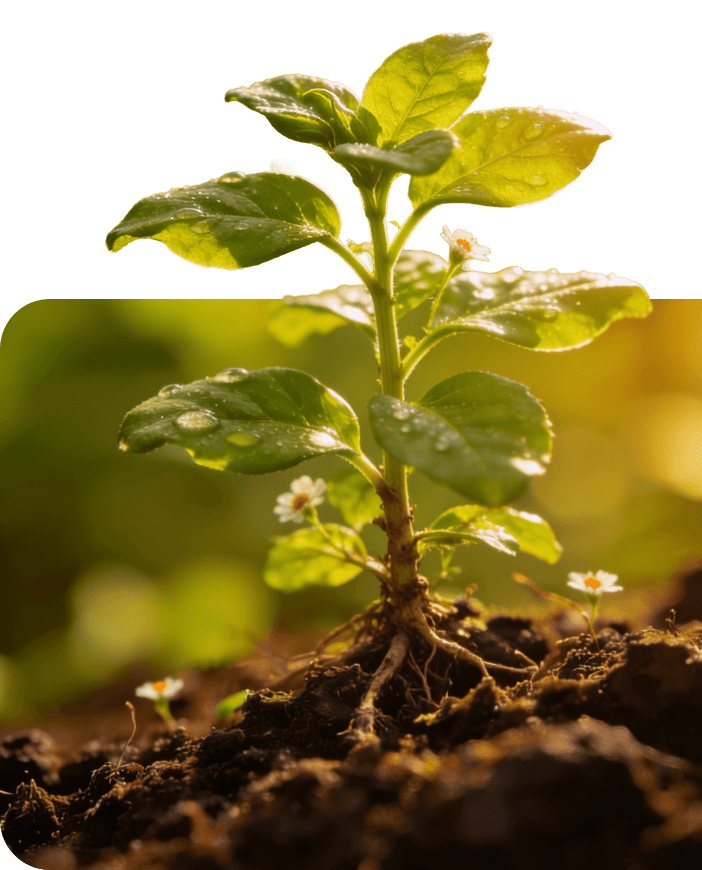 A seedling rooted in dark soil, reaching toward the light